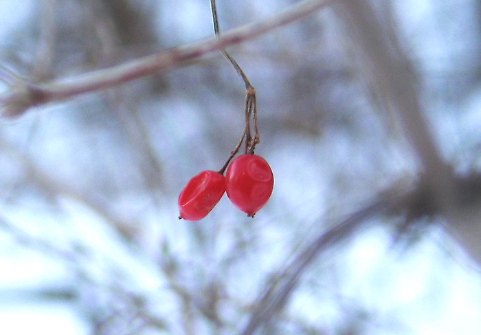 Summer's Last Gasp
