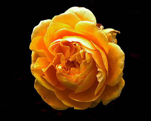 yellow_rose.jpg